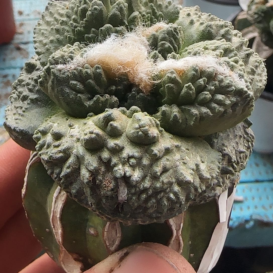 大尤哥斯拉071仙人球开花