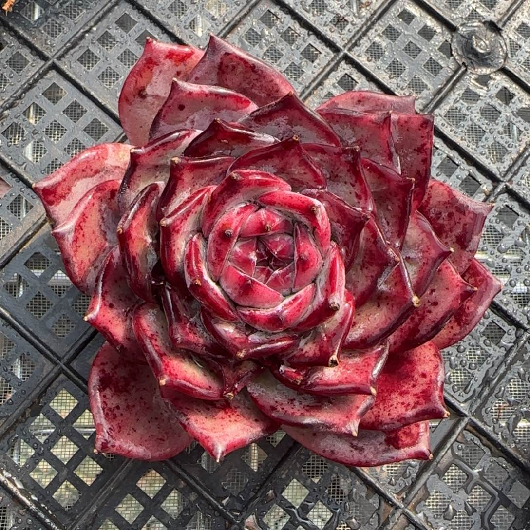 从前慢花园多肉精选红拉糖