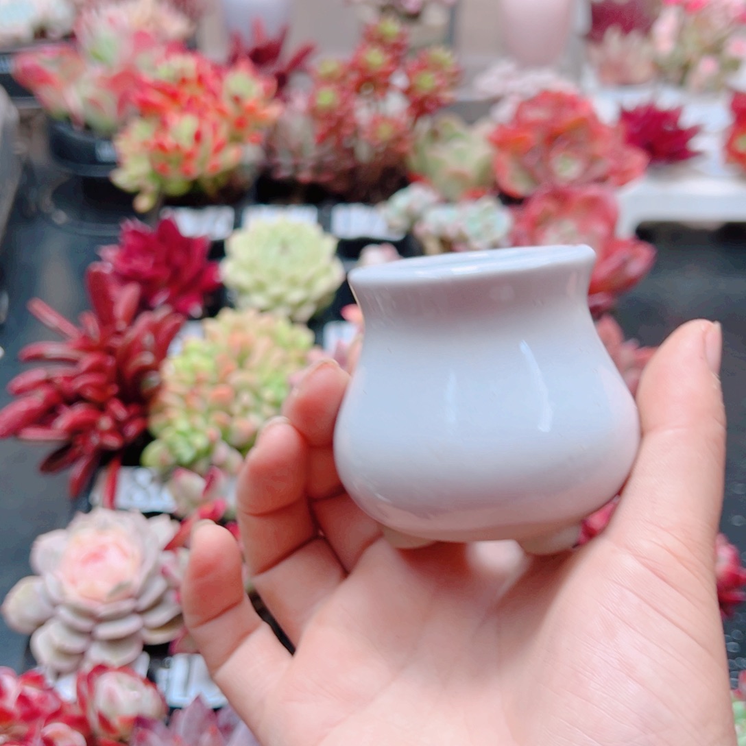 无土栽培多肉植物