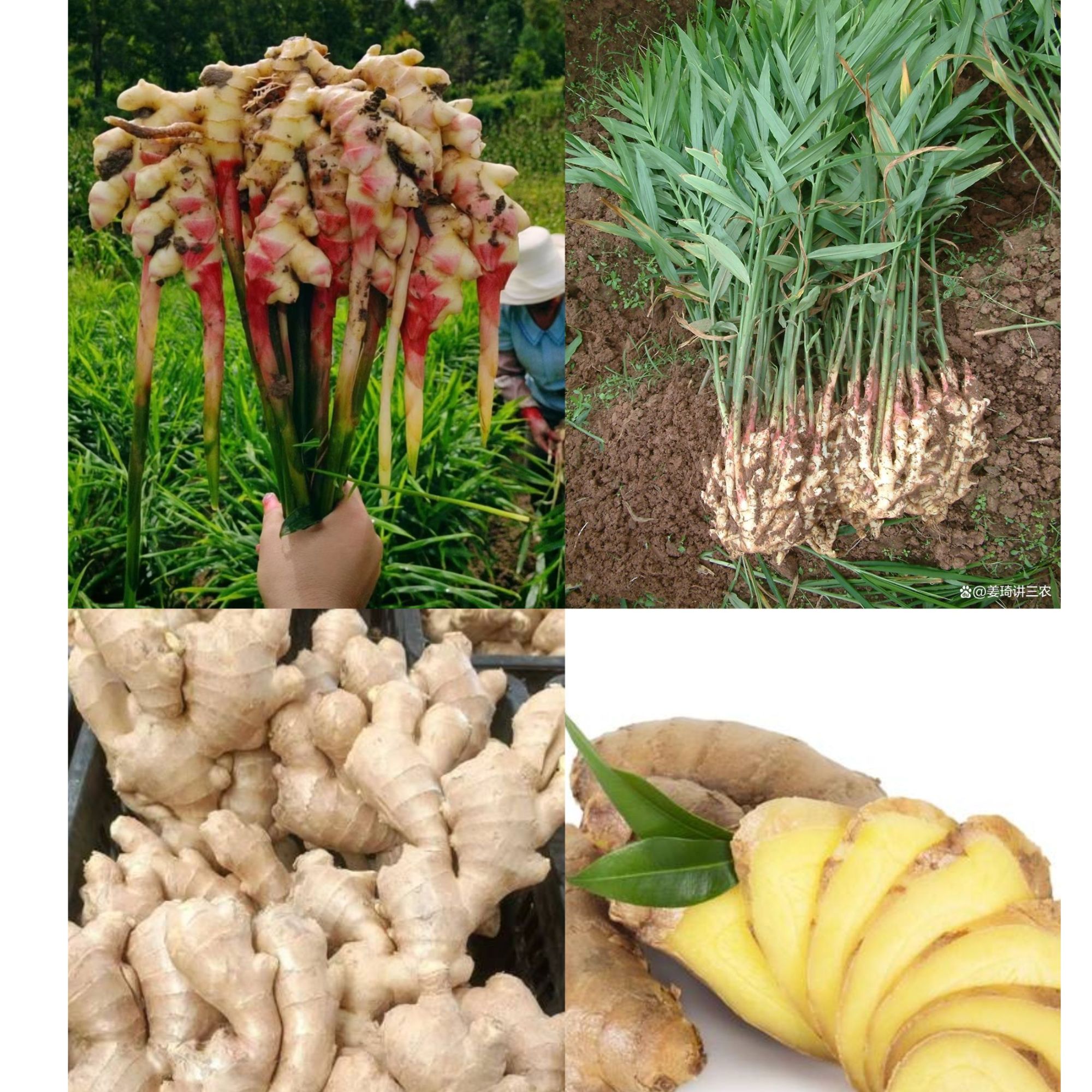 宜宾本地姜【顺丰包邮】