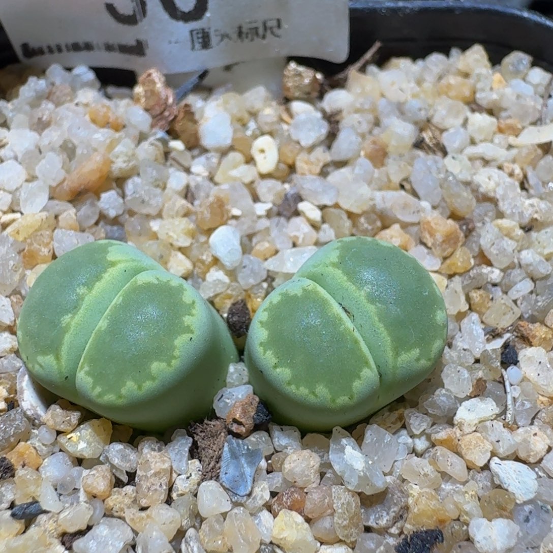 Ssss精品生石花30