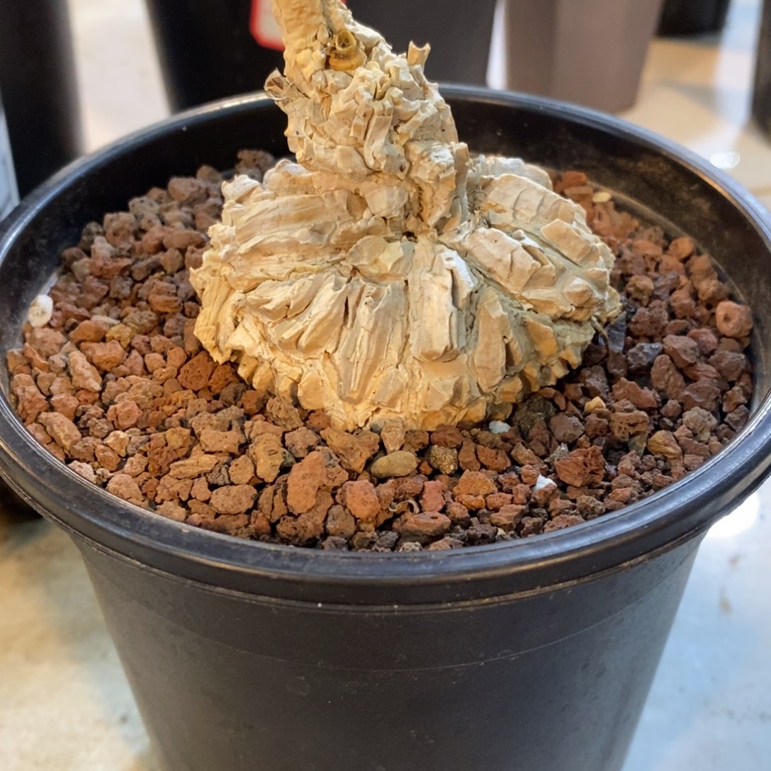 龟甲萝藦实生实生