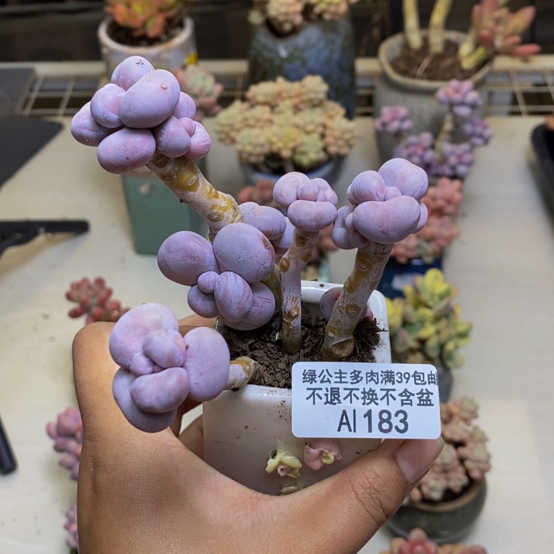 183芭比奶多肉7c m