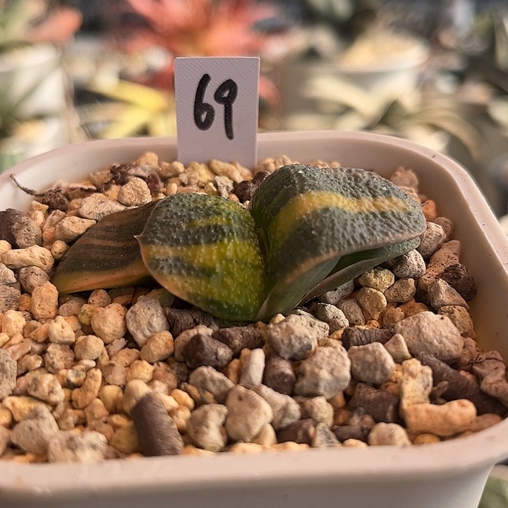 69脱土发货1111111111