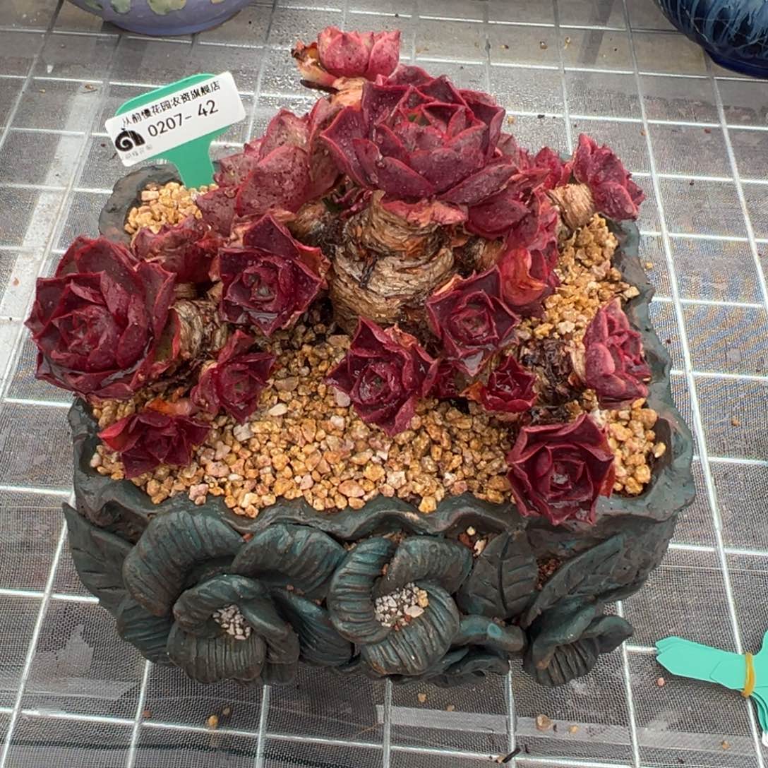 傻**名从前慢多肉精选编号0207.42