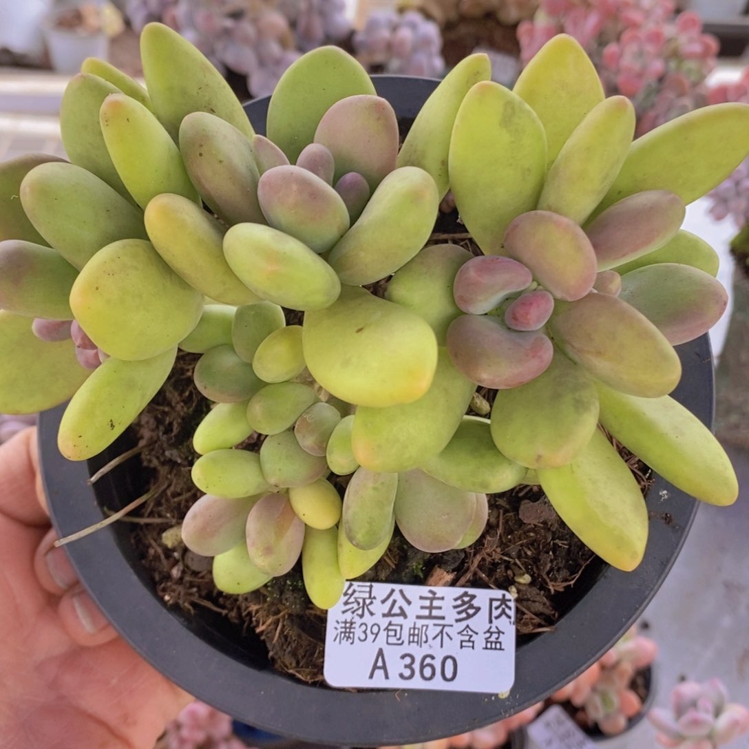 芒果奶13cm360多肉植物