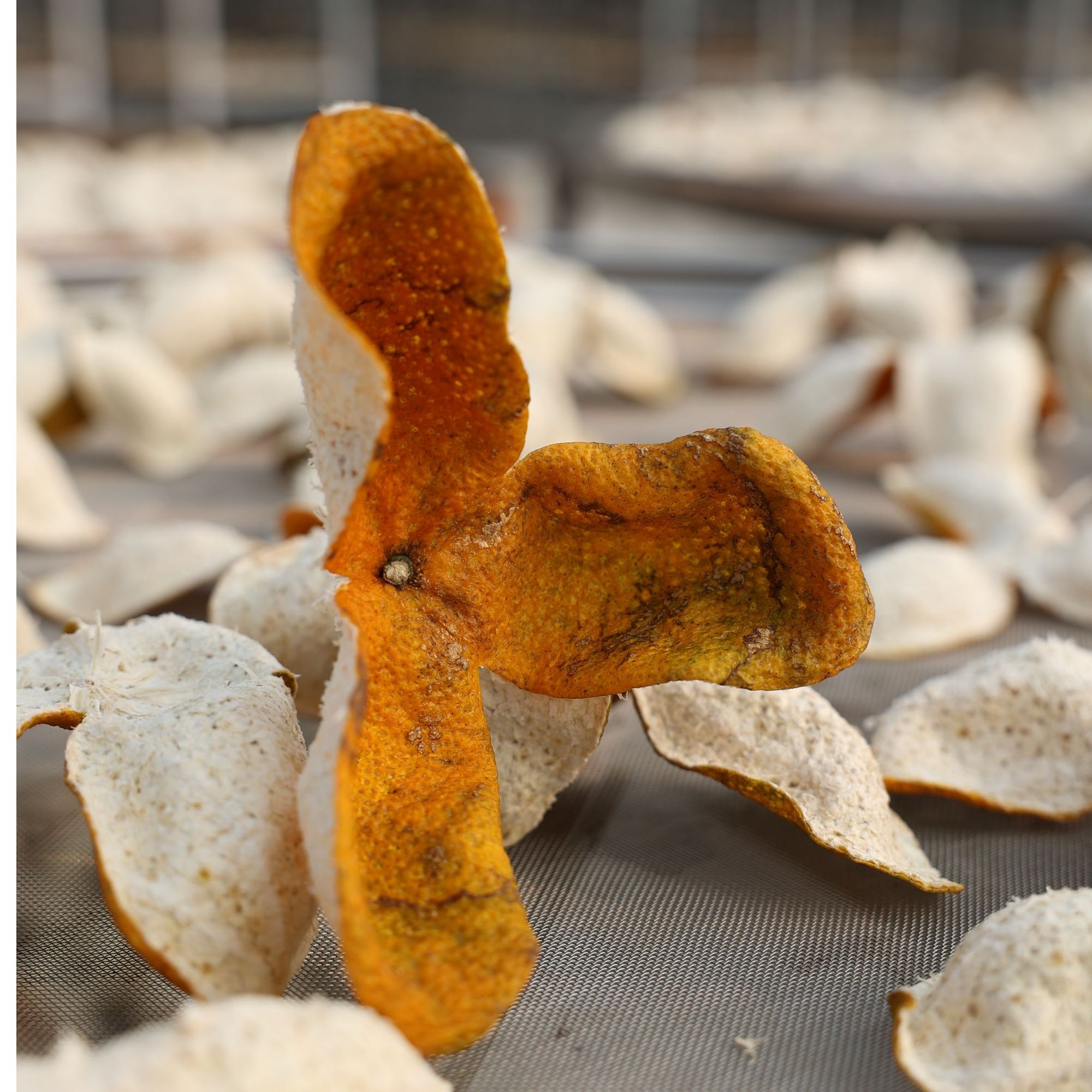 2025年东甲圈枝大红皮新皮自家果园品质保真