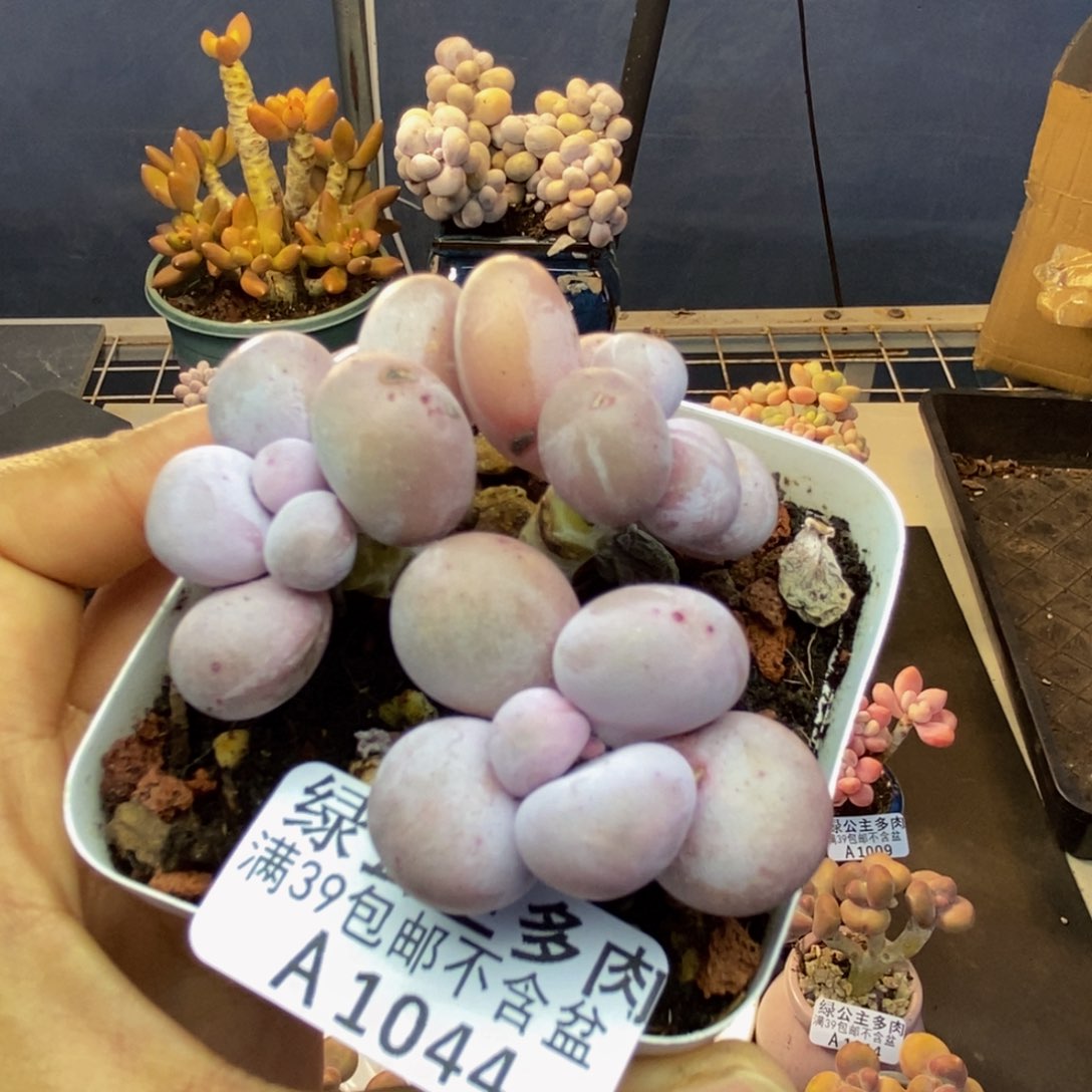 044水光针多肉6c m