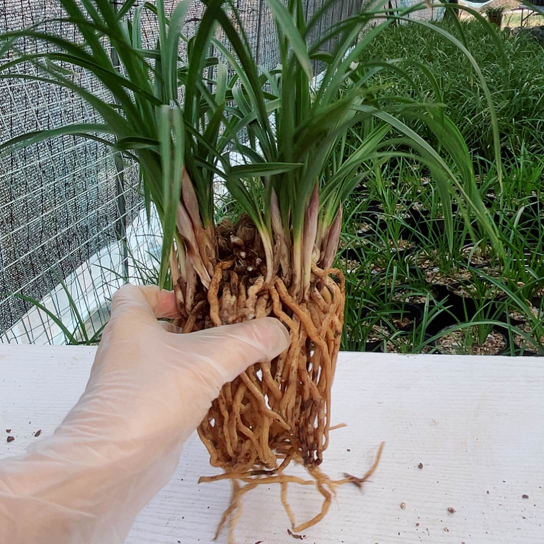 紫***桐完全开放兰花兰花