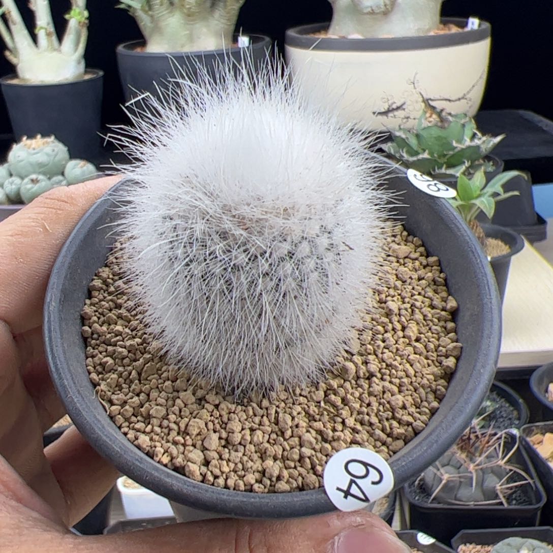 白小丁3.5一物一拍默认脱土发