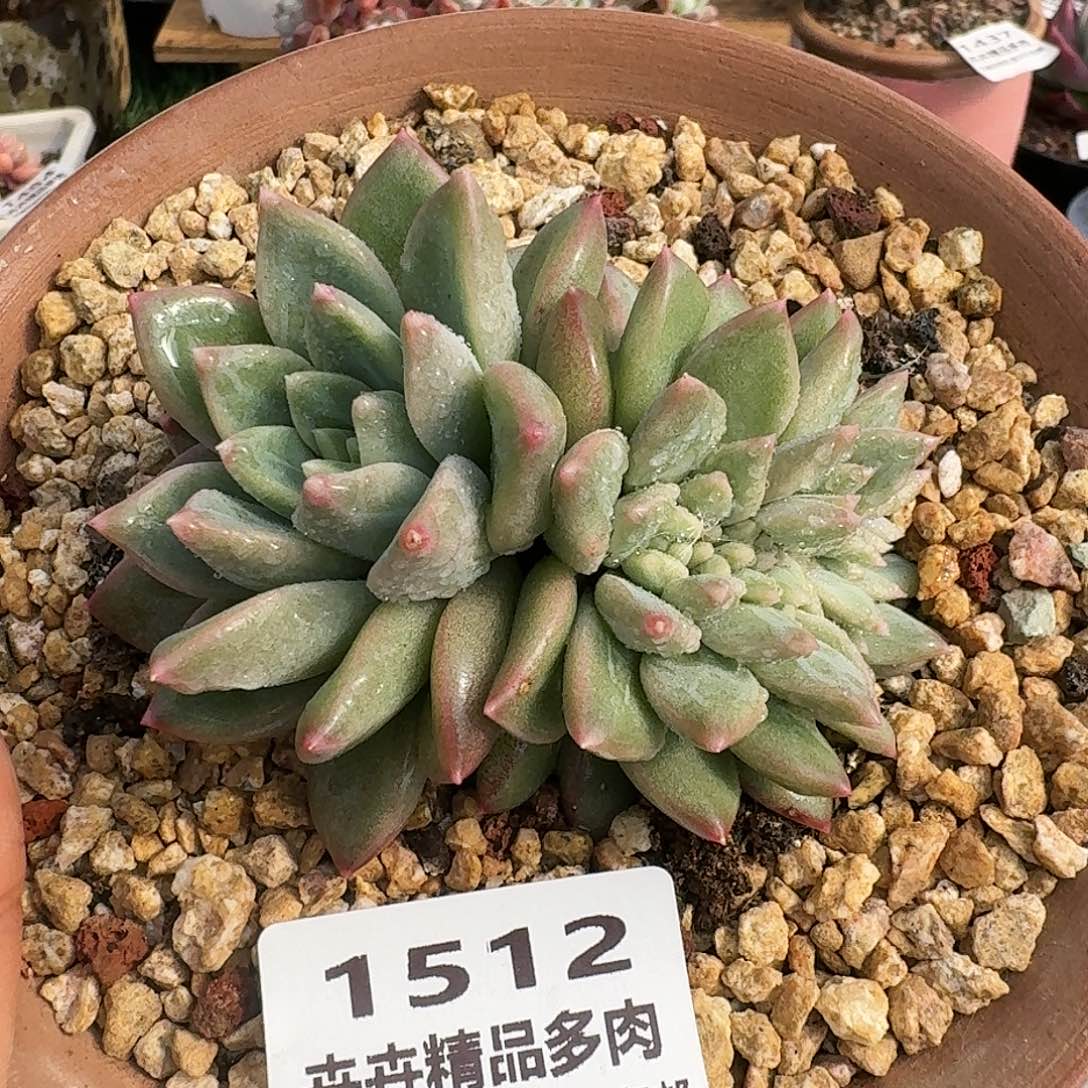 1512一物一拍（满28包邮）