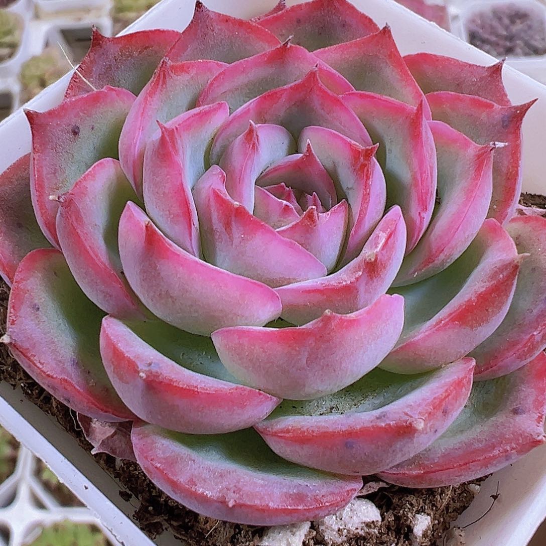 精品侧影19包邮多肉植物