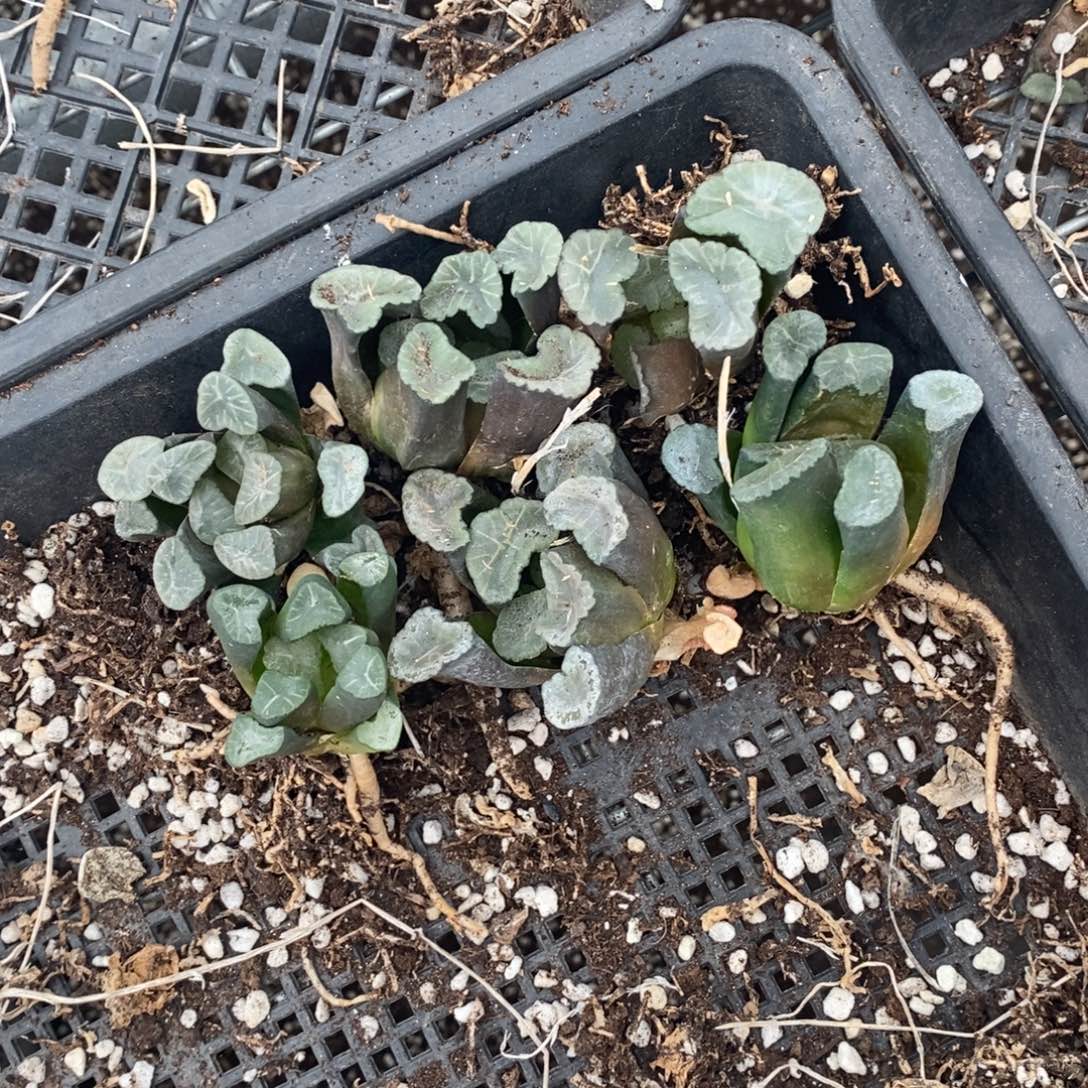 541 一组六棵大万象 开播福利