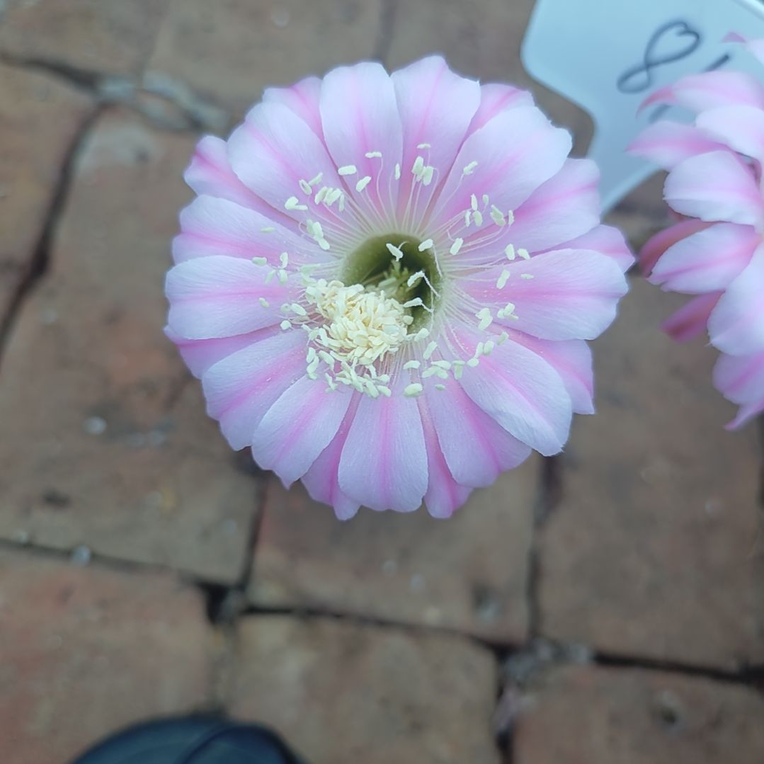 81号实生彩草，球小瑕疵一物一拍，脱土摘花发货，满20包邮