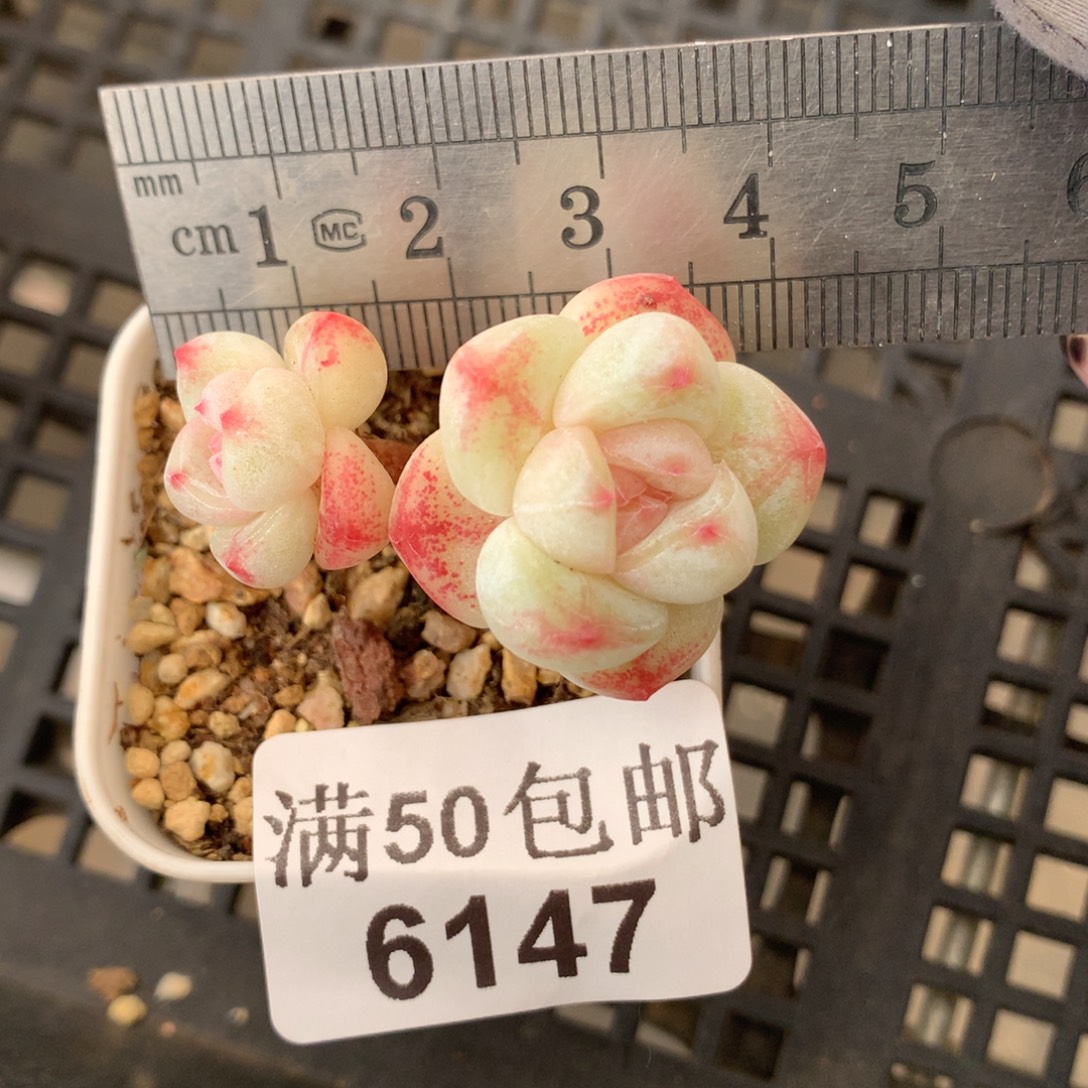 6127。小树拇指冰玉玻璃瓶。