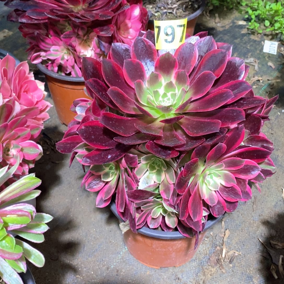 金丝雀多肉植物797