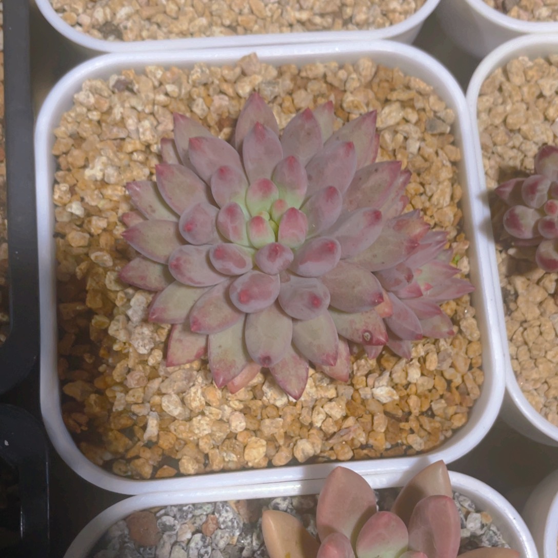金鱼姬多肉植物一棵