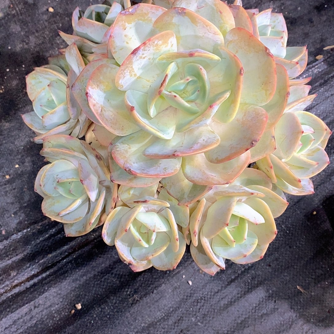 苏***店凤橙多肉植物大群