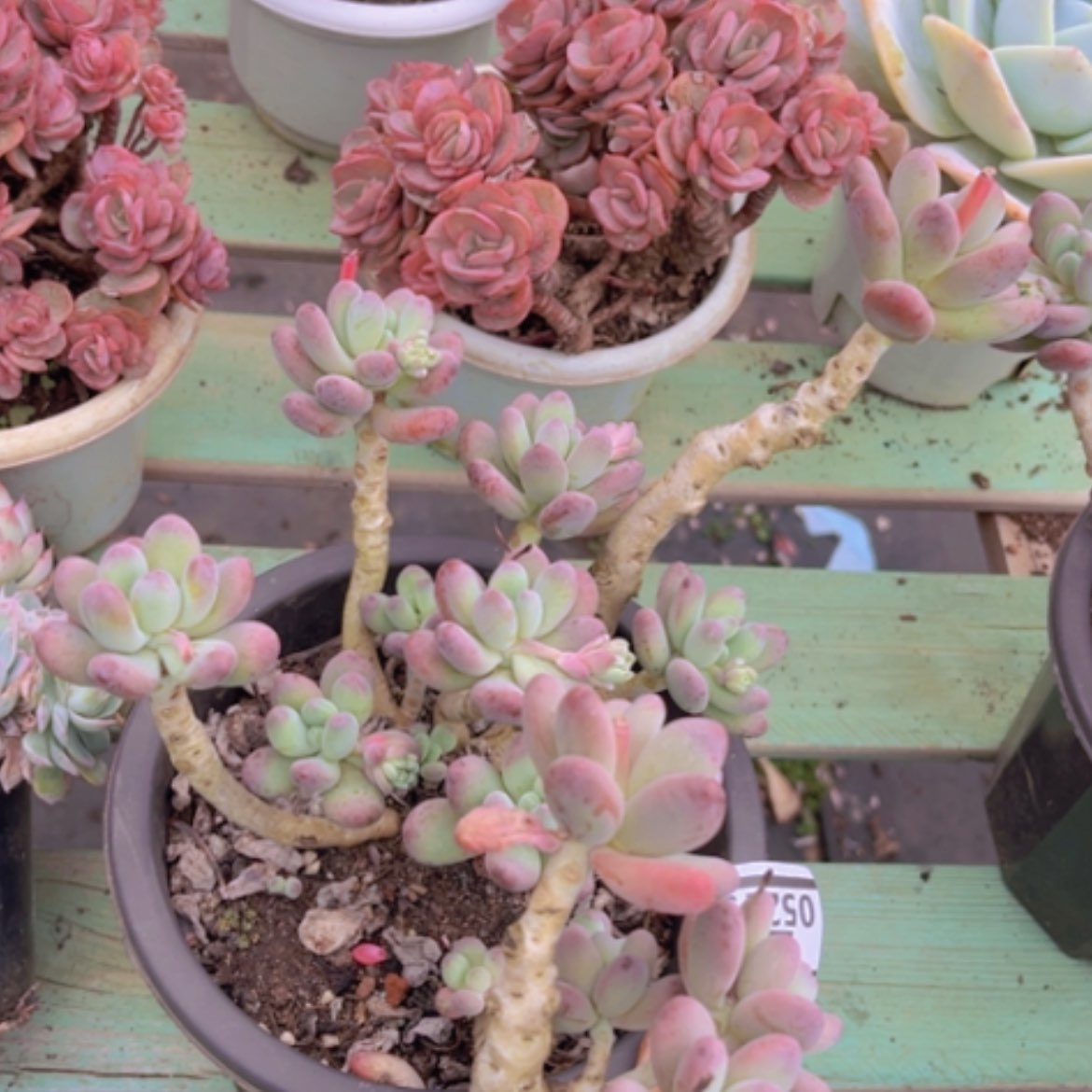 【闪购商品】苹果奶05215