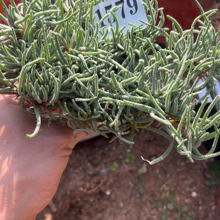 579号天赐多肉植物