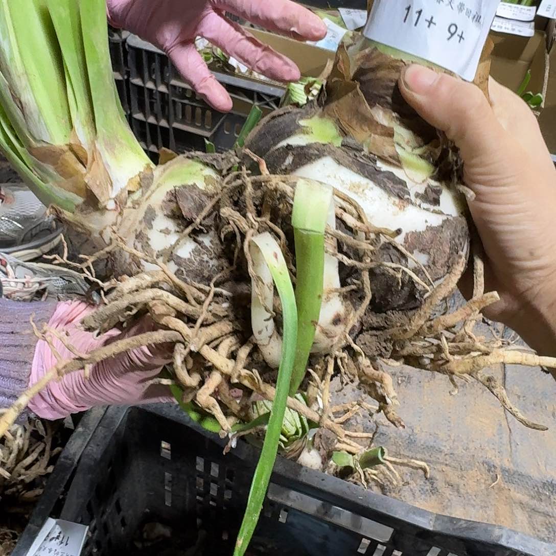 混球2号开花球发