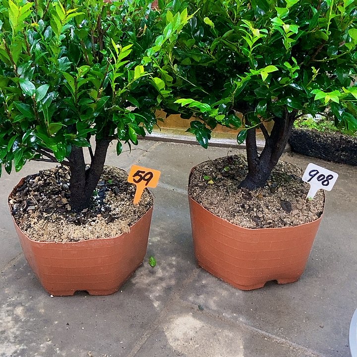 无花朵小叶紫檀盆景