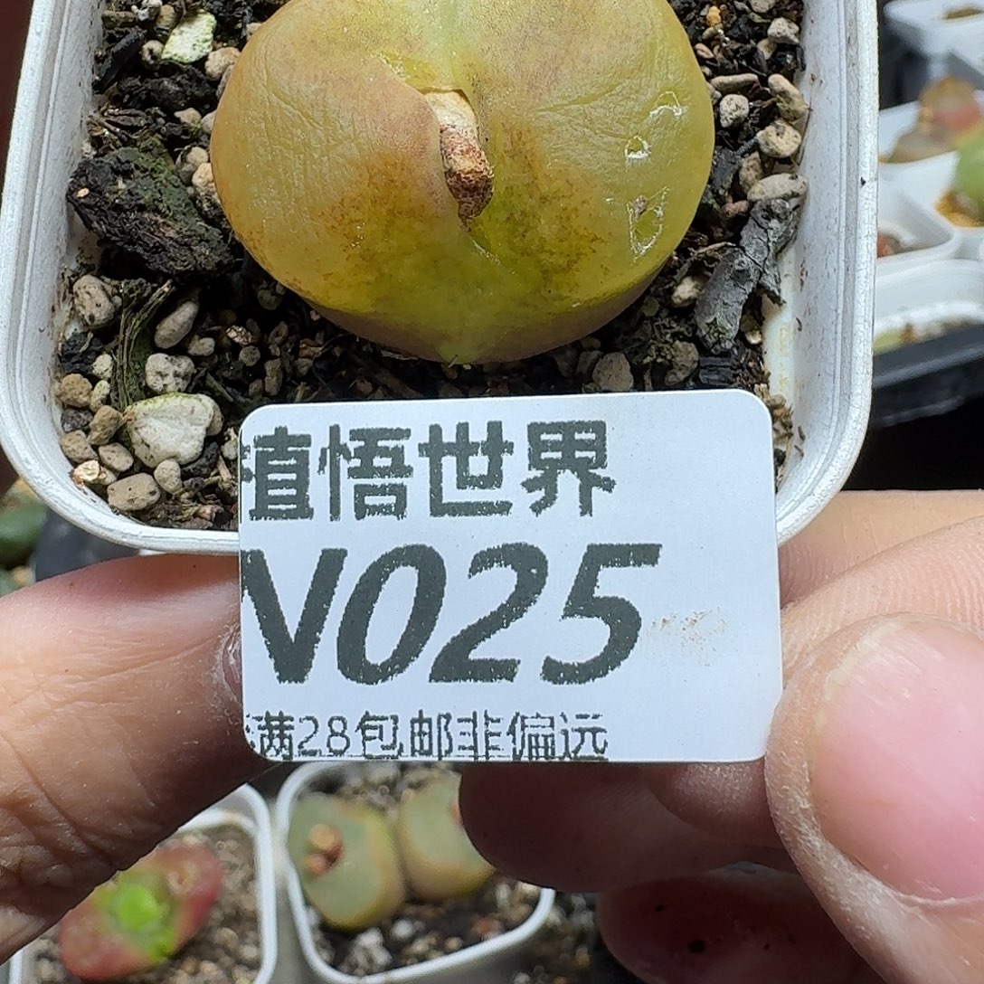 多肉植物的人啊gjjki