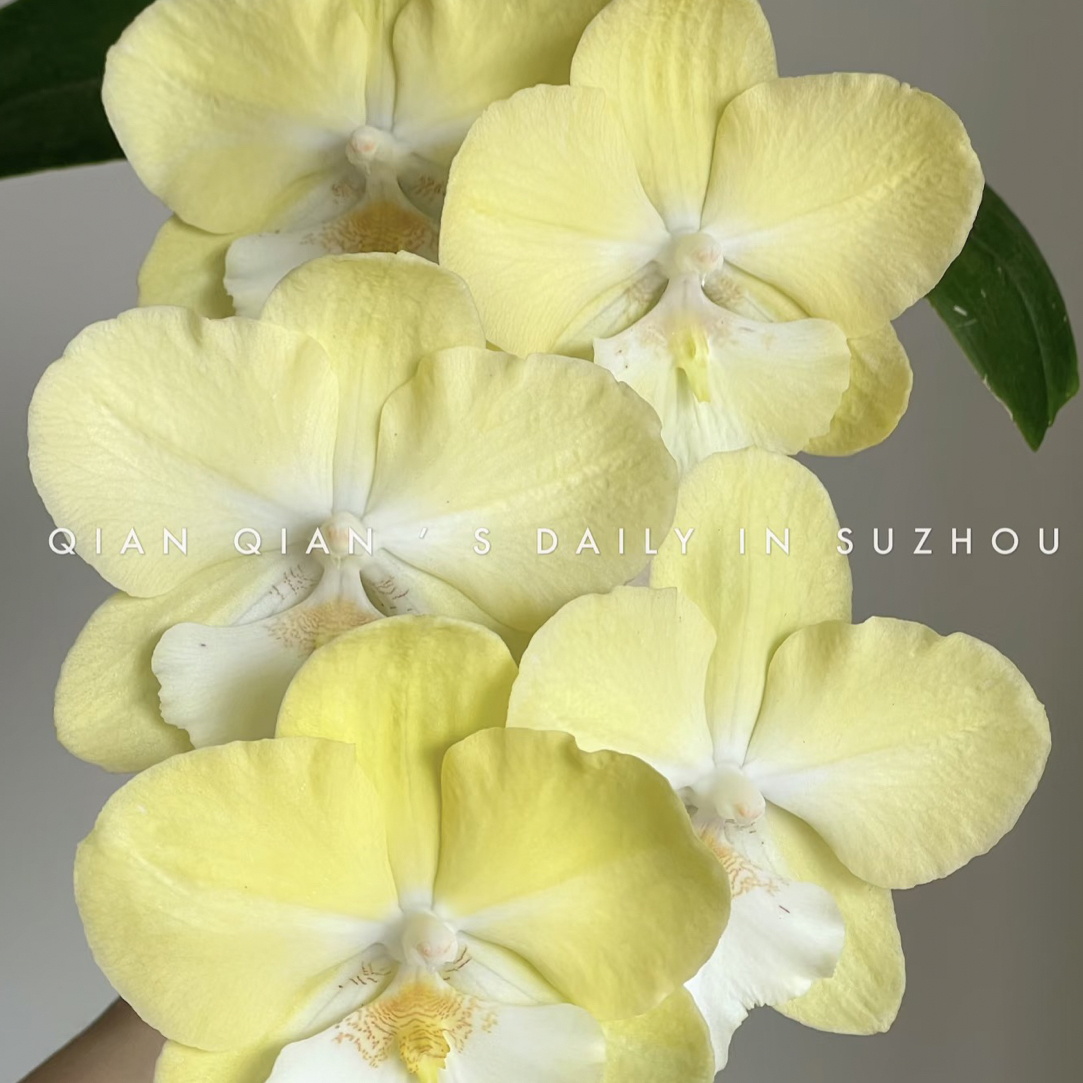 蝴蝶兰———(黄玉)(任意两颗包邮只拍一颗发苗)