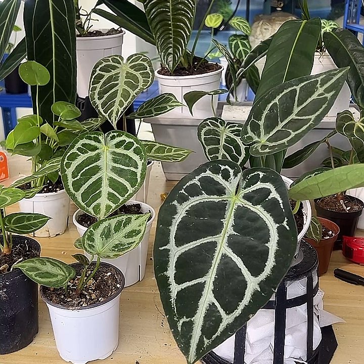 无花朵黑水晶花烛