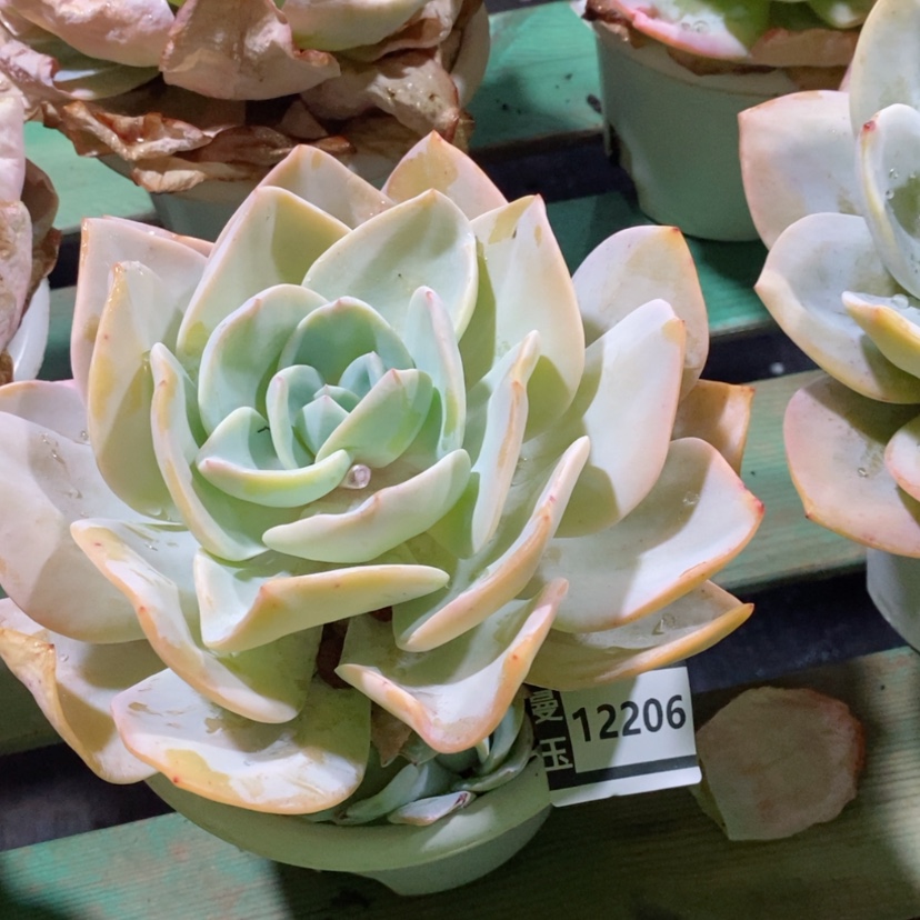 【闪购商品】奶茶杂12206