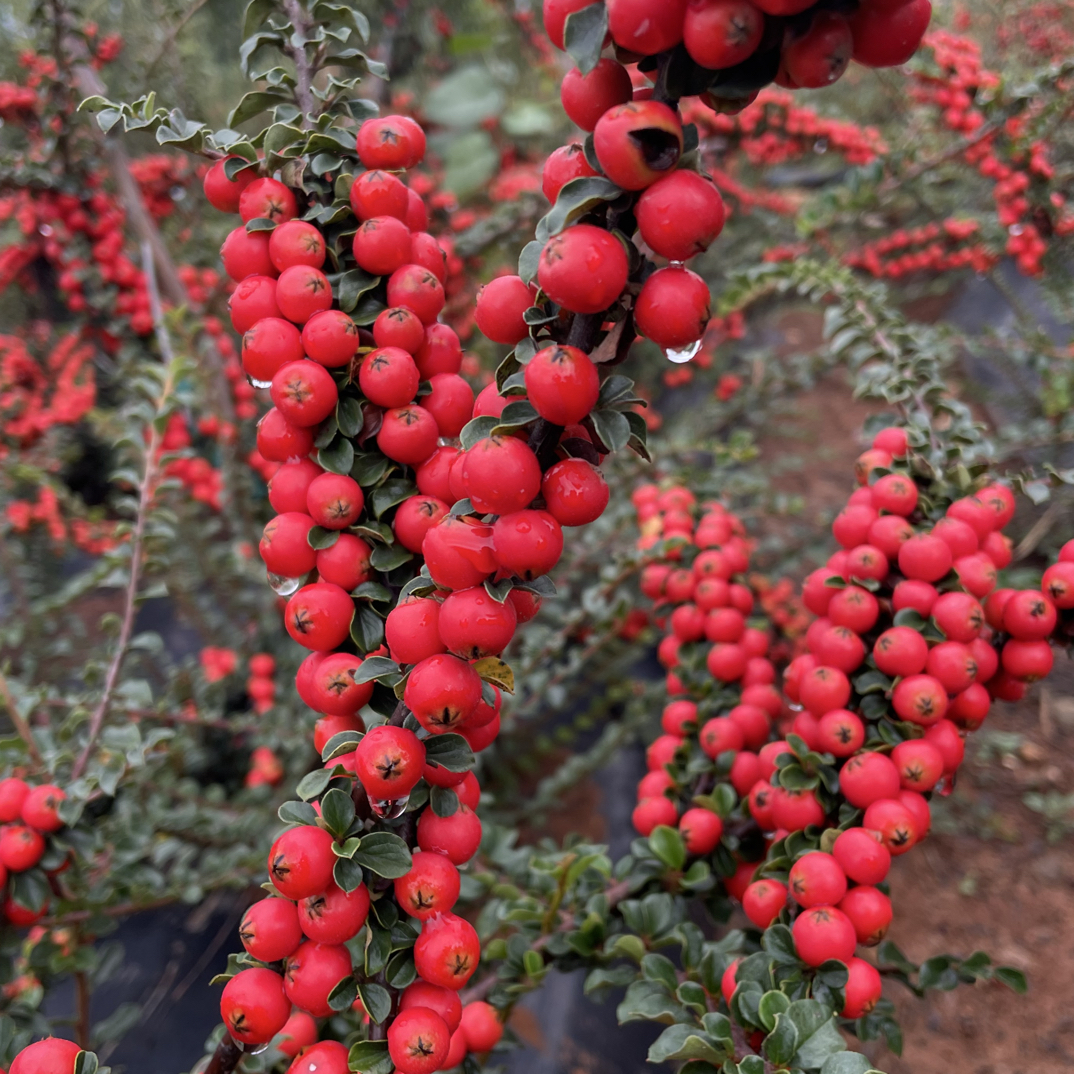 白花米叶荀子四季常绿老桩