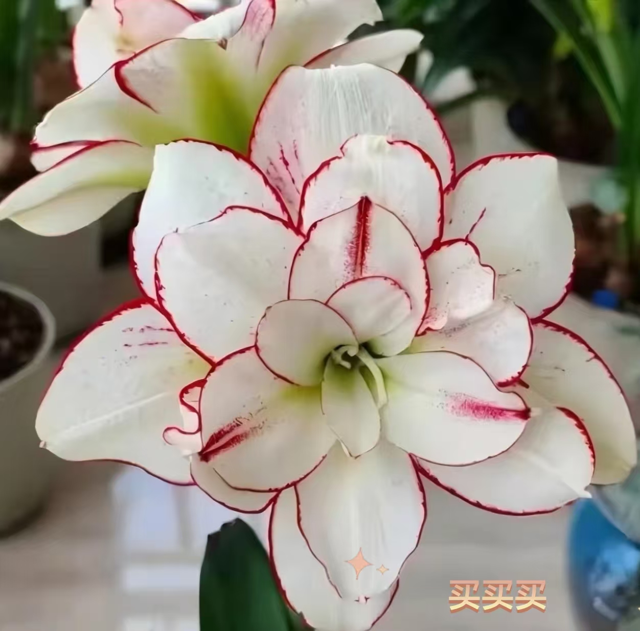 逸植朱顶红【买买买】重瓣 种球