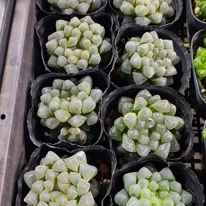 姬玉露带盆土发货