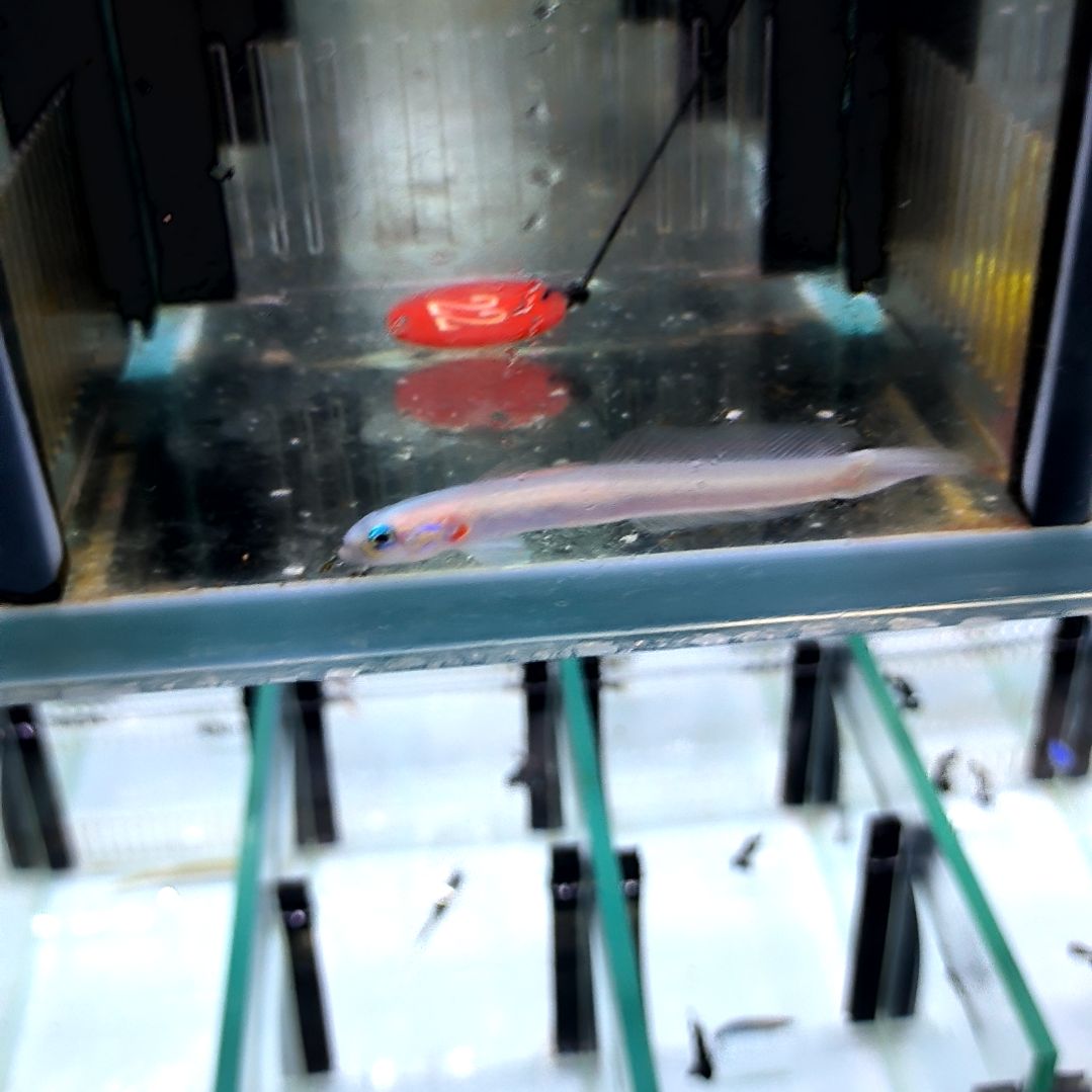 海水鱼白灯管/8-93-22