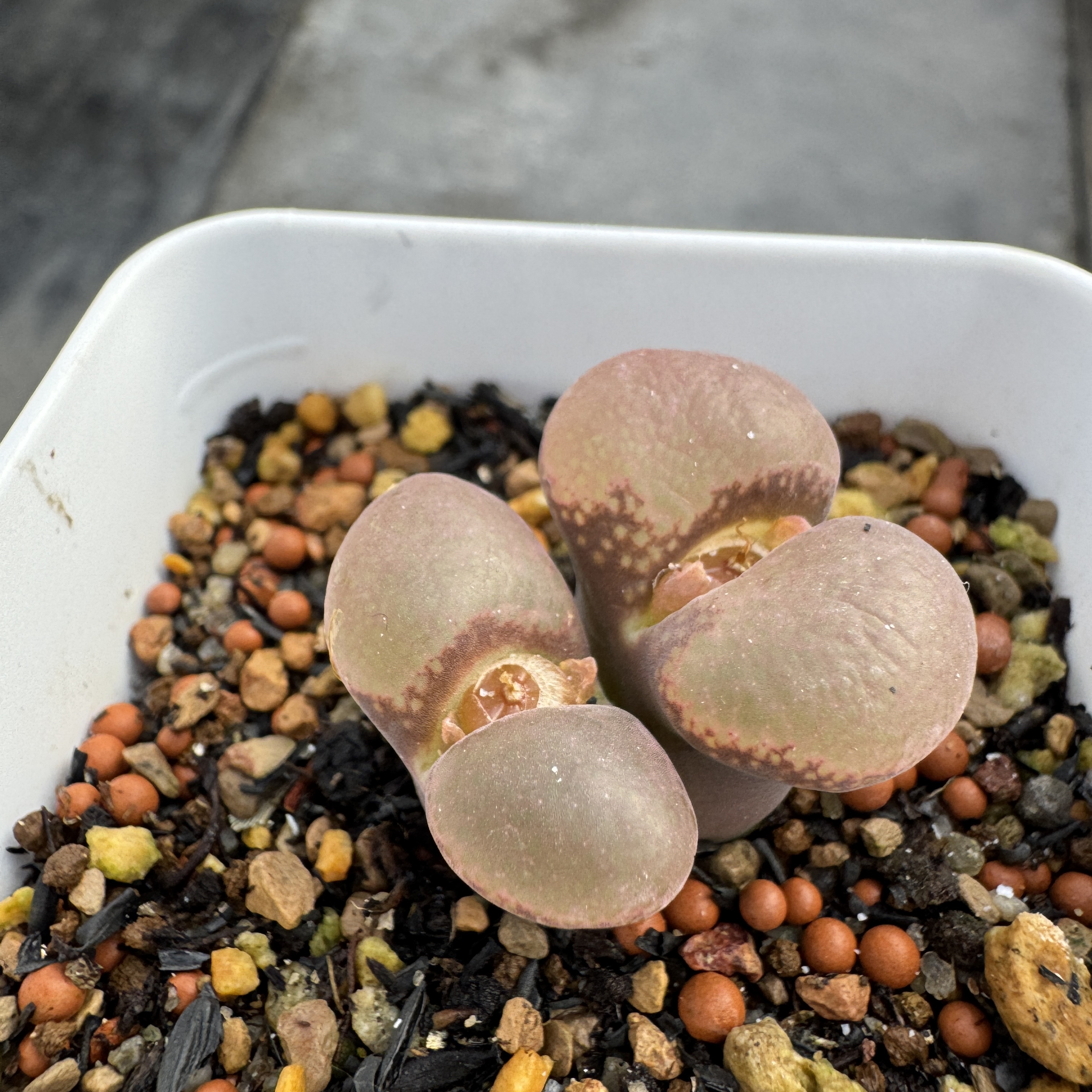 【沁云多肉】粉C10风铃玉优选原株母本 6号