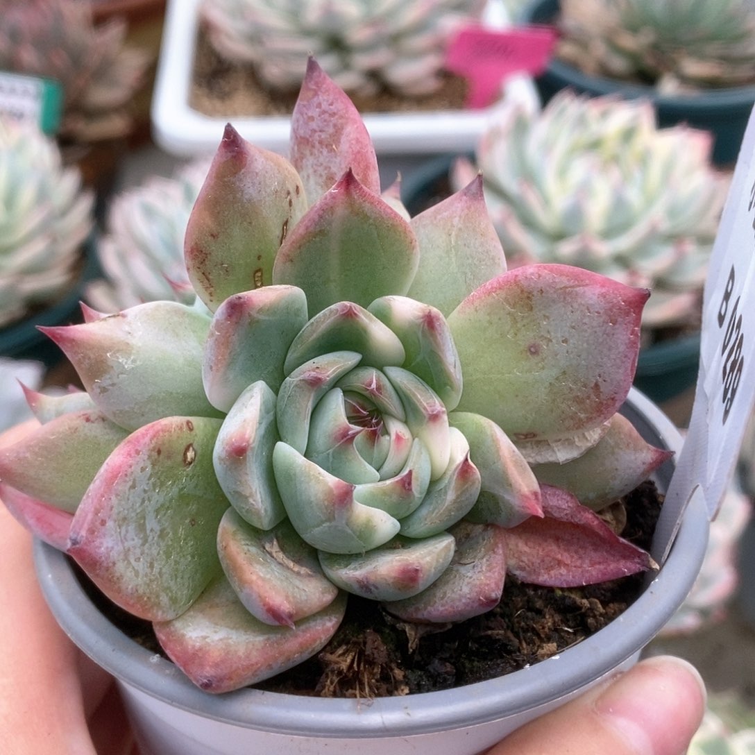 289锦锦锦锦锦锦锦