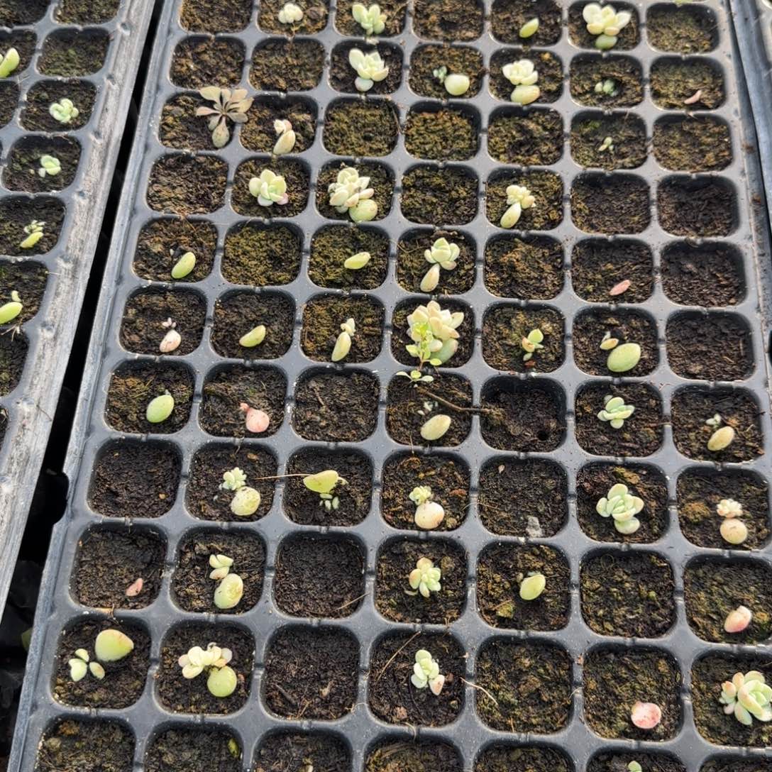 P121 穴一个满25包邮