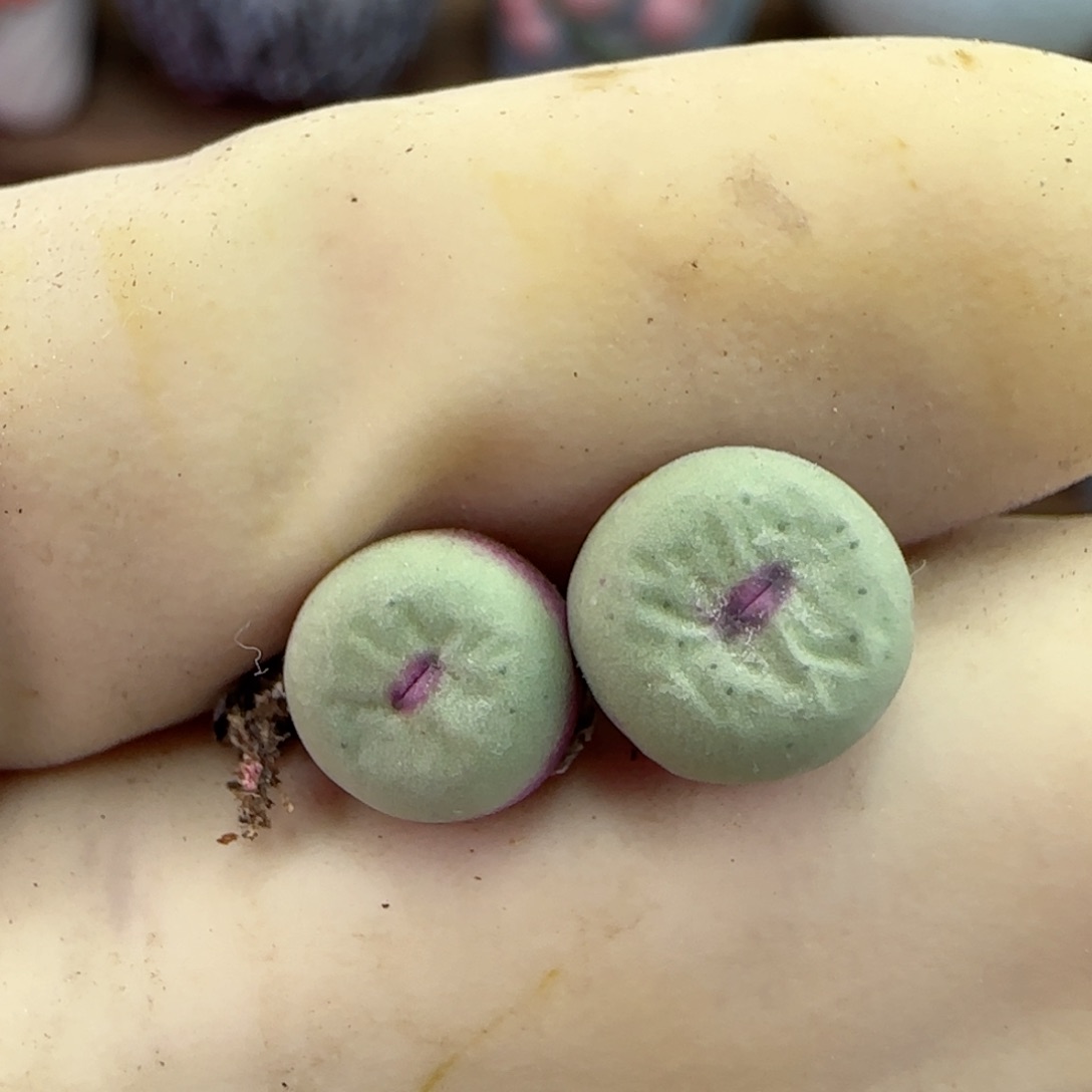 224园艺优选红嘴1380