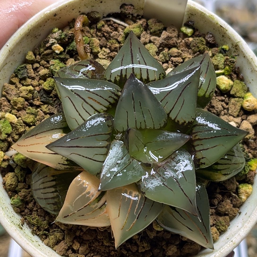 丹***68红纹寿锦福利专场