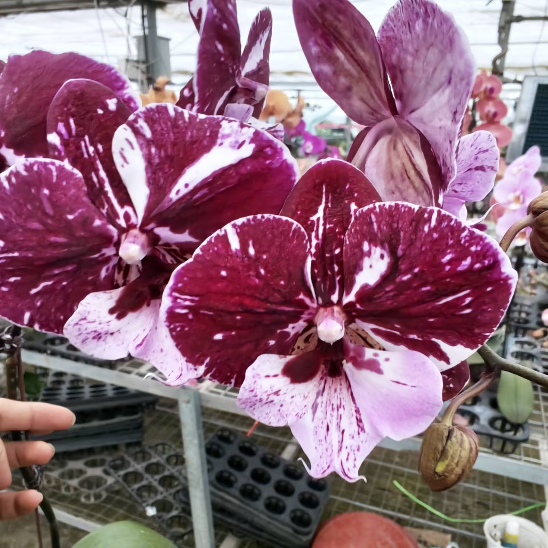 【米奇乐多】繁生花坊精品蝴蝶兰易养护易活客四季开花送礼佳品