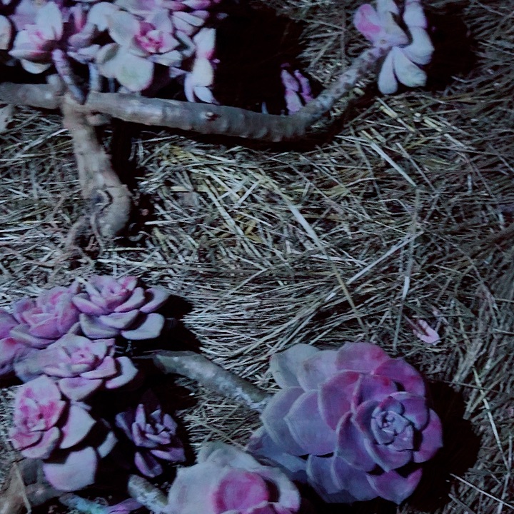 用***9用户49的两颗紫乐