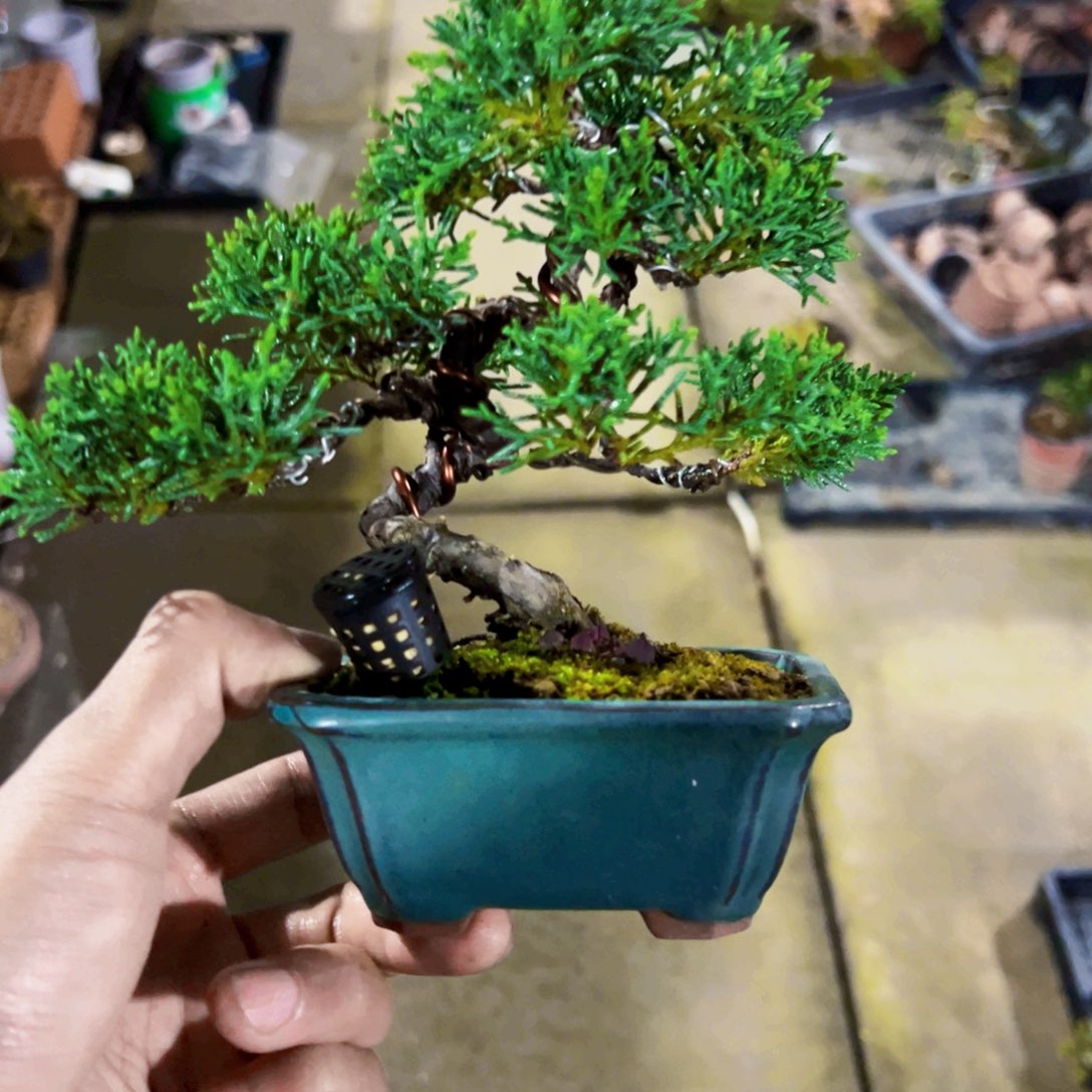 无花朵盆景1111111111