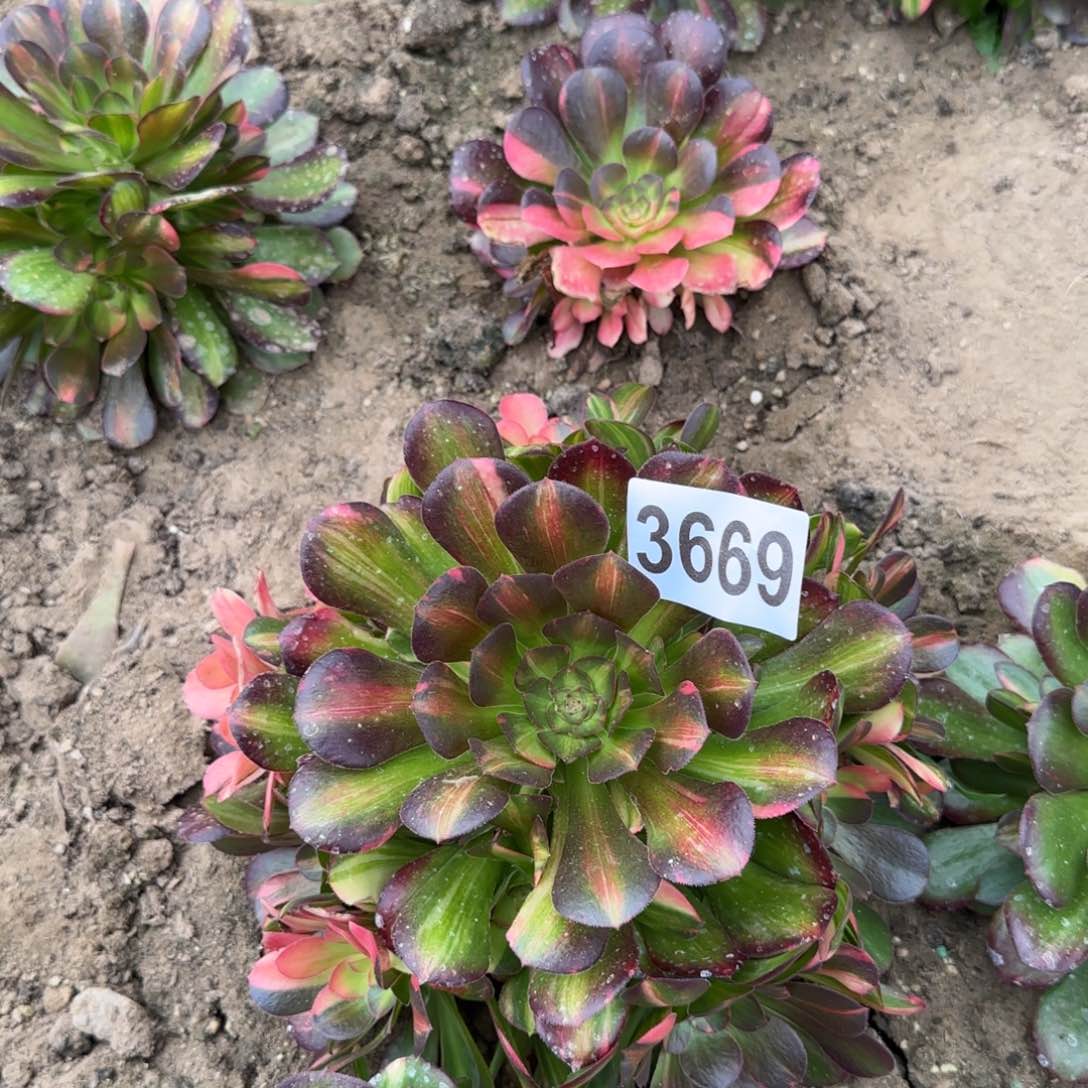 3669-5流星雨多头