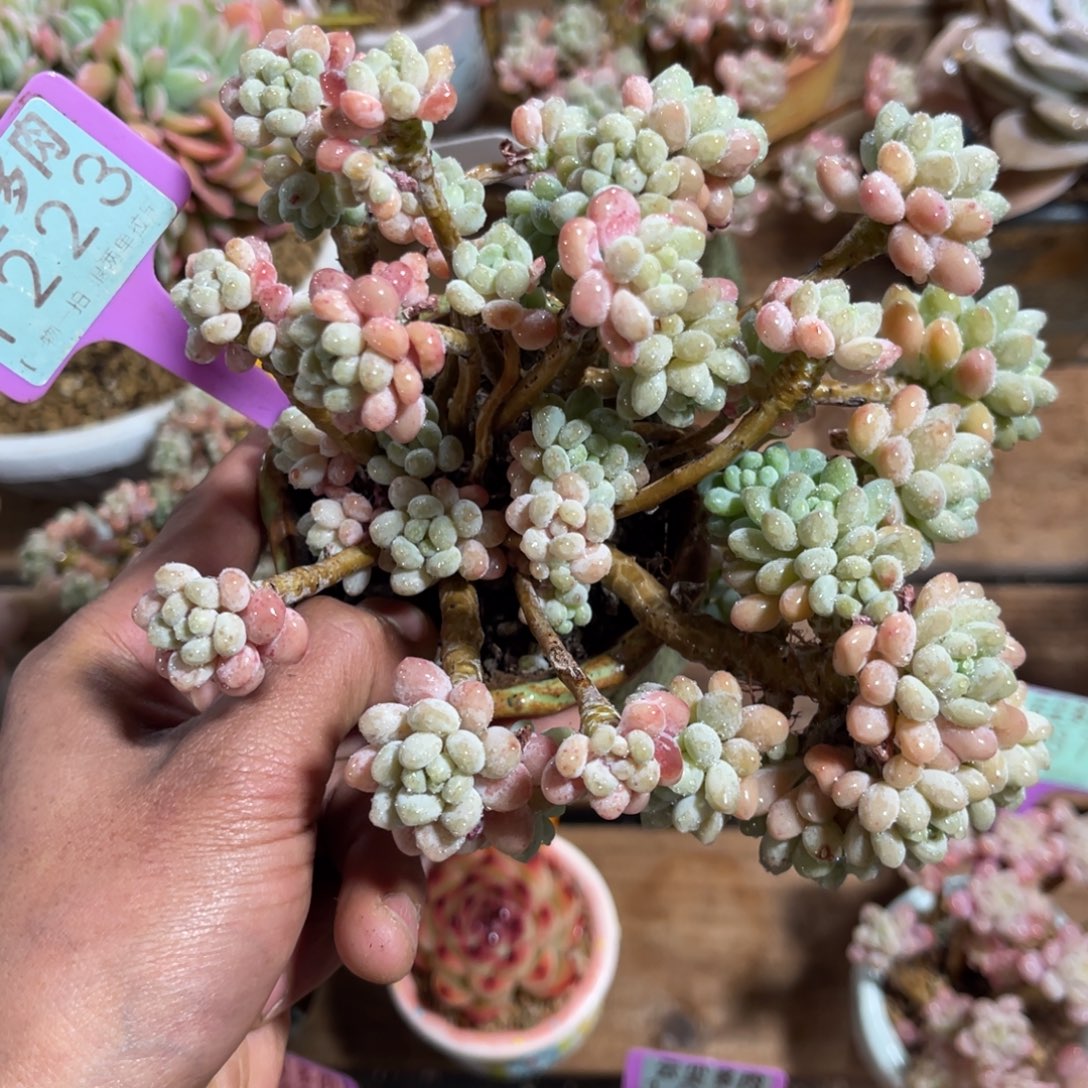 云尘多肉一物一拍不含盆1223