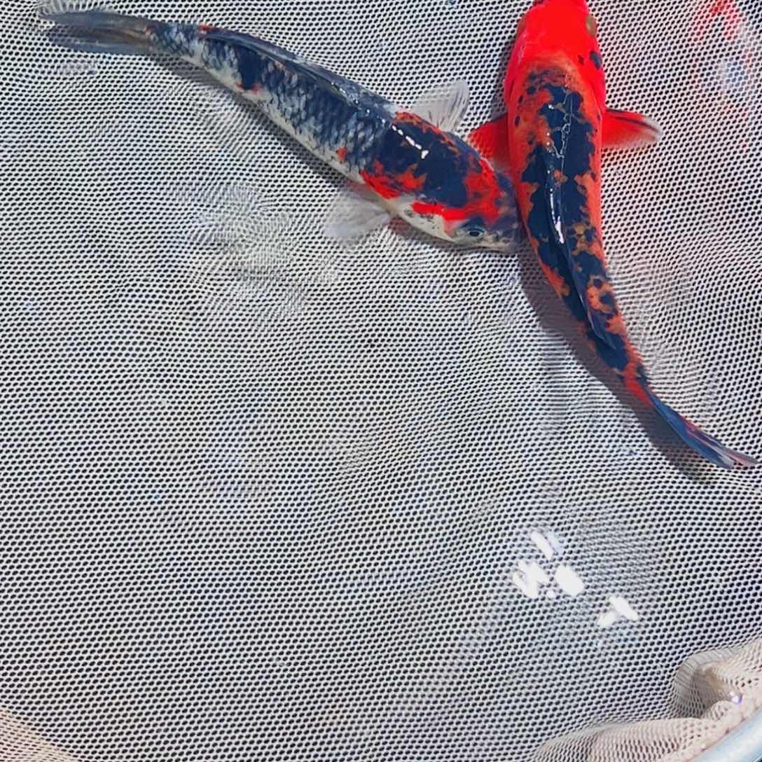 锦鲤锦鲤观赏鱼1111