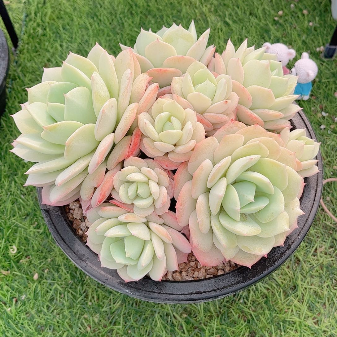 韩版恋曲精品多肉