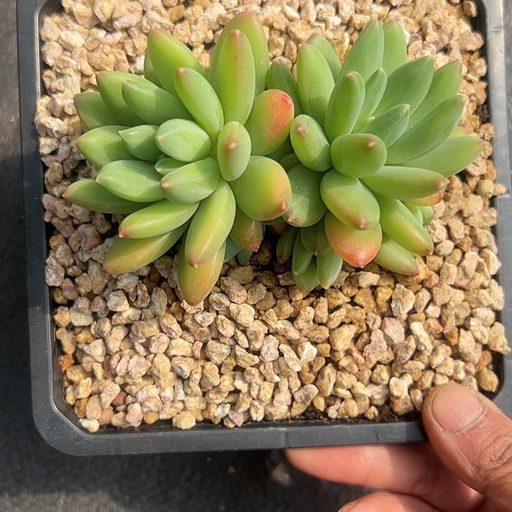 【闪购商品】美人杂