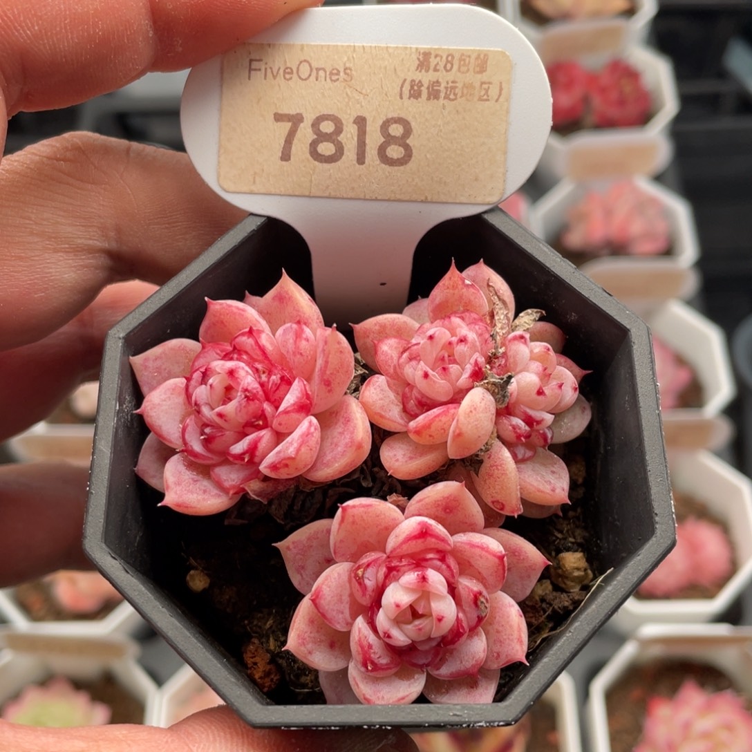 天鹅绒7818-6厘米