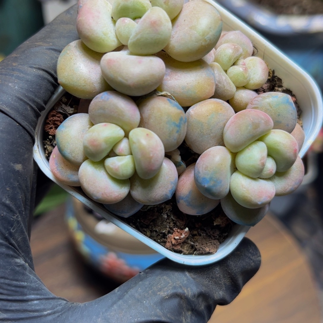 740萤火虫7厘米多肉