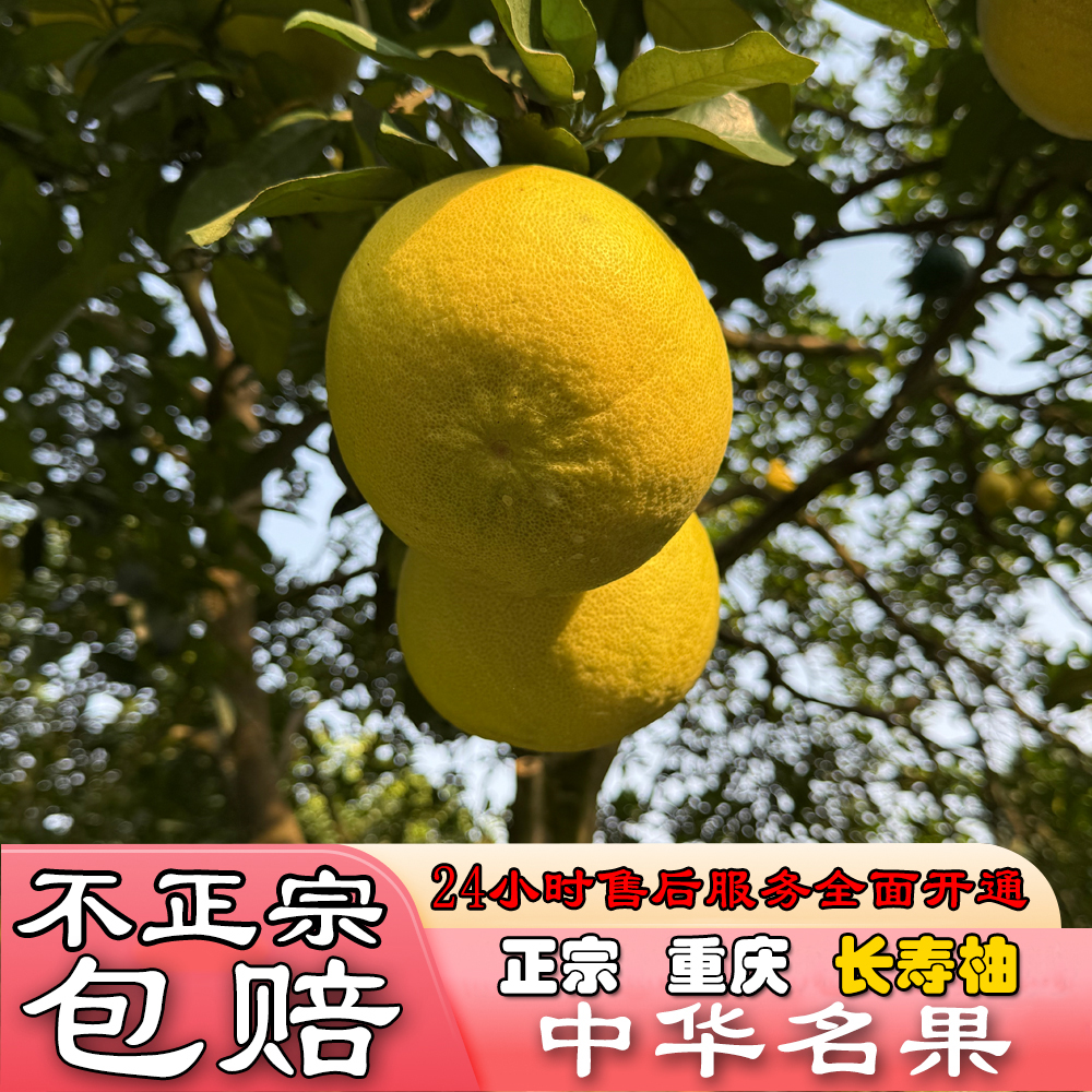 /正宗重庆长寿柚/【长寿柚子】1.9-2.2斤